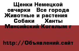 Щенки Немецкой овчарки - Все города Животные и растения » Собаки   . Ханты-Мансийский,Когалым г.